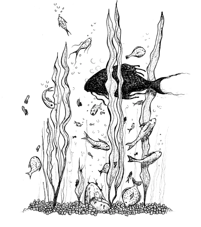 Black fish